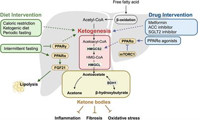 Targeting ketone body metabolism to treat fatty liver disease